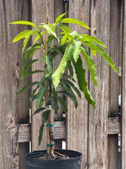 Potted mango tree
