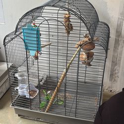 Bird Cage 