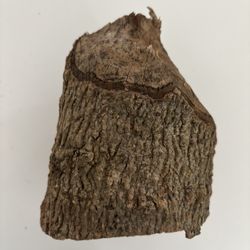 Wood Stump Carved By Beavers • Interesting Animal Item 