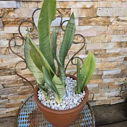 Snake Plant In New Terracotta Pot 