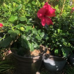 Hibiscus Plant $16 Each