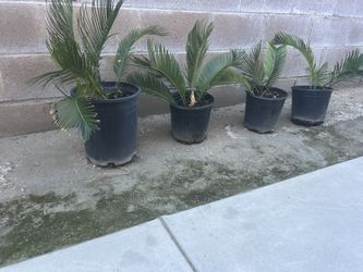 4 Plants For $50. dollar.