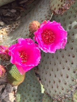 Seeds Beavertail Prickly Pear (25)