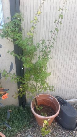 Japanese maple tree