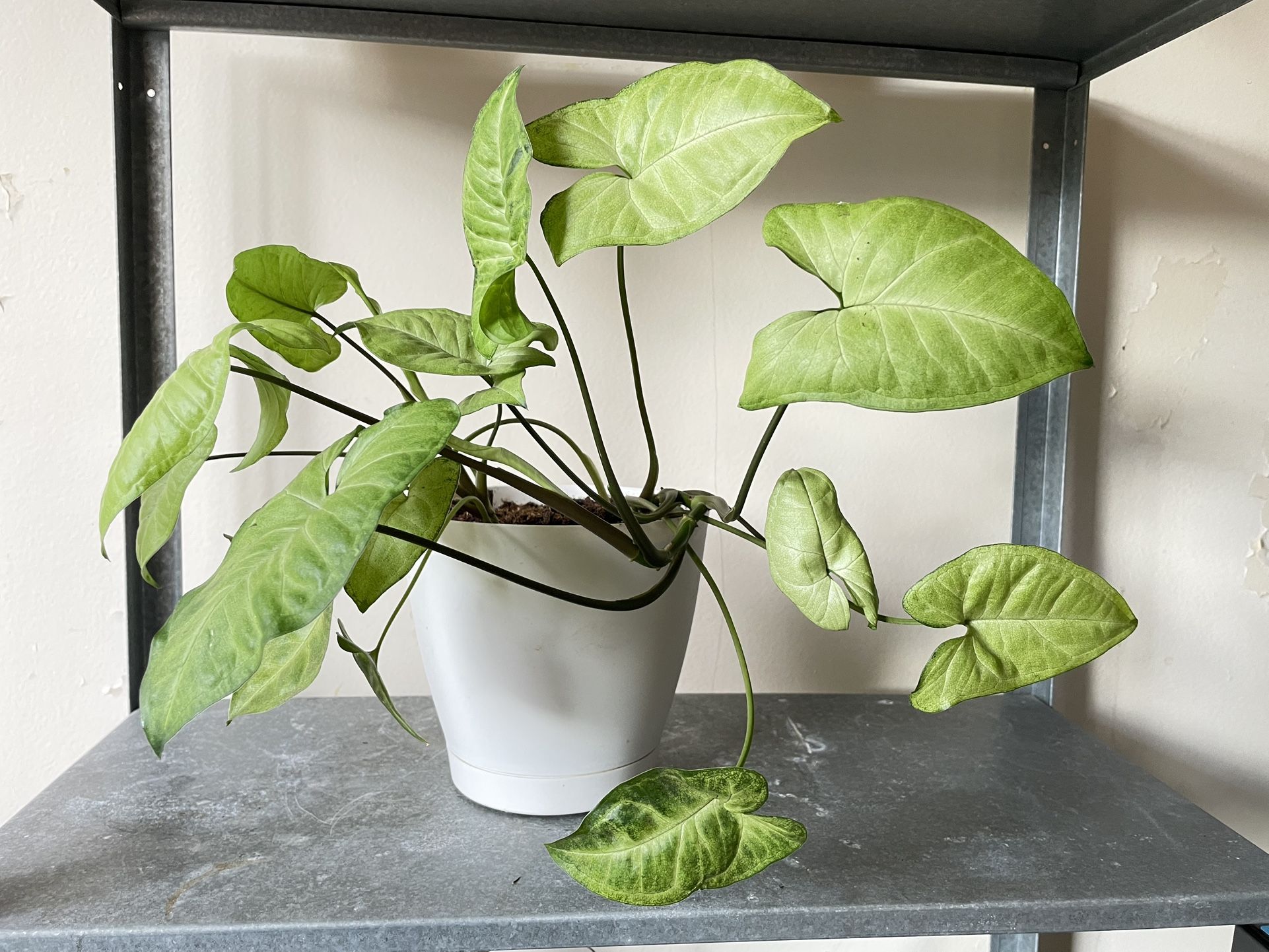 Gorgeous Potted Plant 🪴