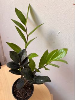 Black Raven ZZ plant