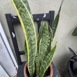 Snake Plant 
