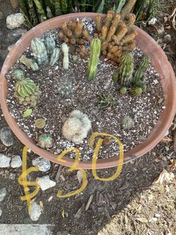 Cactus