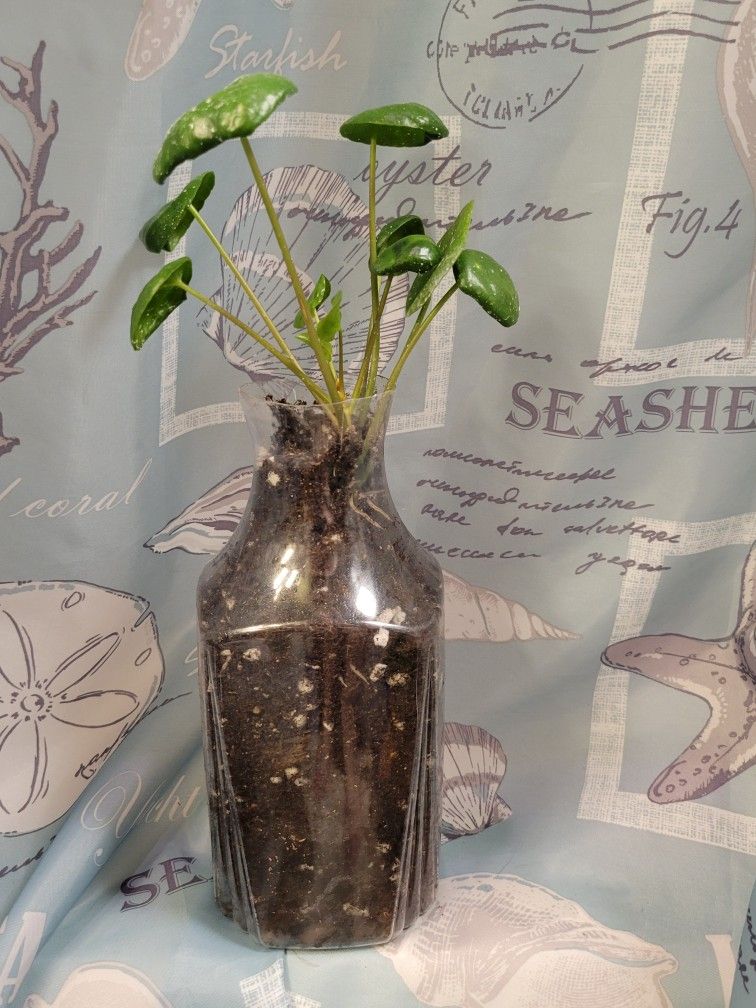 Chinese Money Plant In Plastic Container (No Drainage Holes)