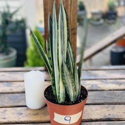 Live Indoor Bantel’s Sensation Snake 🐍 plant in a plastic nursery planter pot—firm price