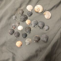 Seashells Black And White. From Belmont Beach In San Diego. Hand Picked. Will Come Clean. Some Size Of Quarters And Other Size Of Coin Dollar