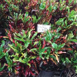 Croton plant 