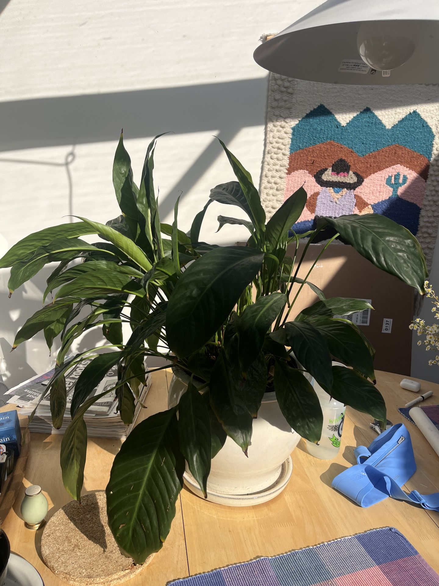 Peace Lily In 8” Pot