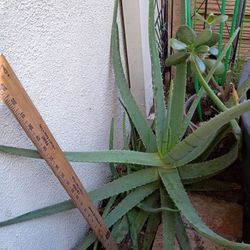 Large Aloe Vera Plant