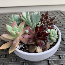 Unique succulents and white and gray Ceramic  pot