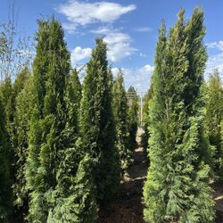 7-8’ Emerald Green Arborvitaes