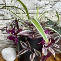 Tradescantia Zebrina And Spider House Plants In Ceramic Pot 5.5"H With Attached Sauser.