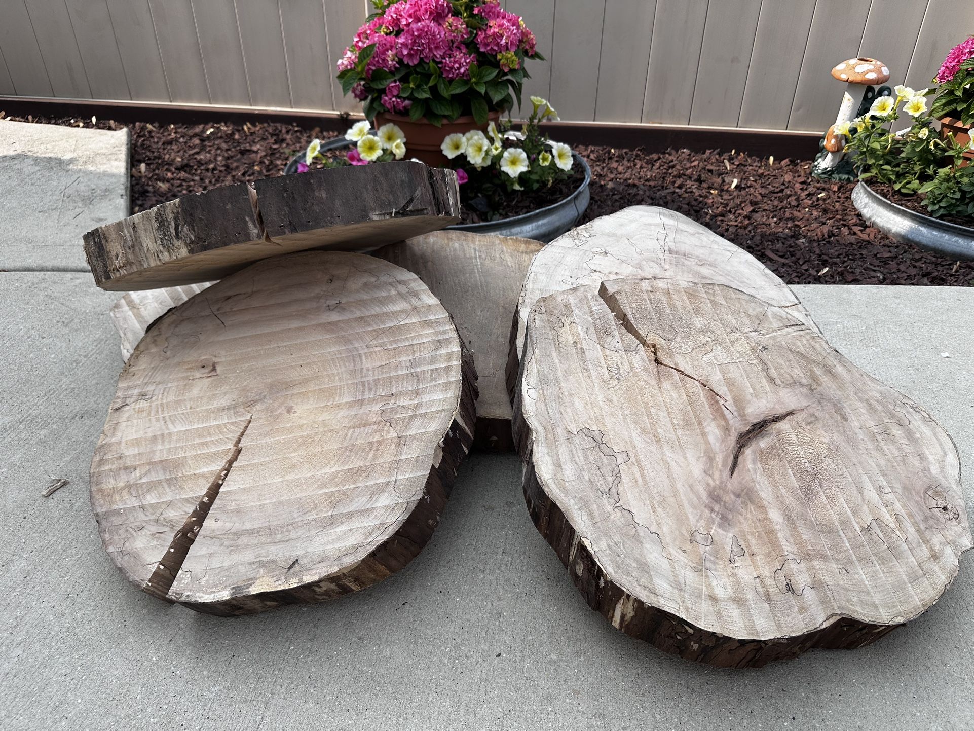 Maple wood slices 2-3” thick, 19” across, 10 available
