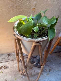Ponthos plant in white round pot with bamboo stand
