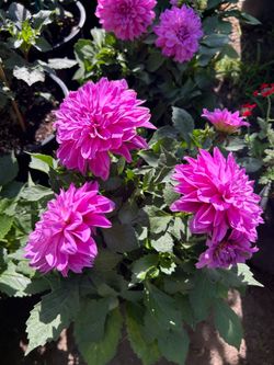 DAHLIAS