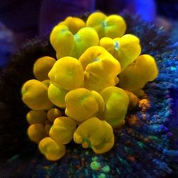 🔥CORALS DECORATIONS FOR MARINE TANK OVER 500 CORALS IN STOCK PICK-UP - DELIVERY  - SHIP
