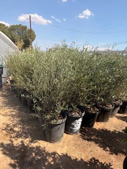 Olive trees 15 gallons