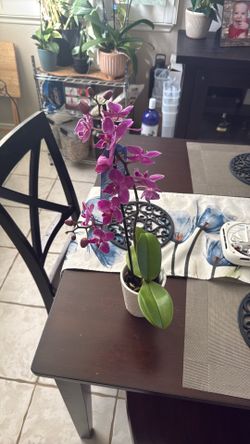 Purple orchid