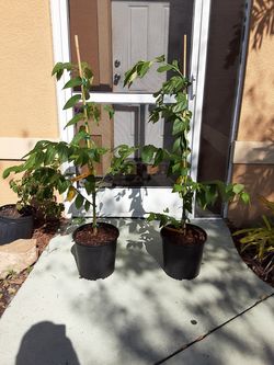 Jamaican cherry tree