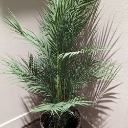 IKEA Artificial Plant Palm with Pot