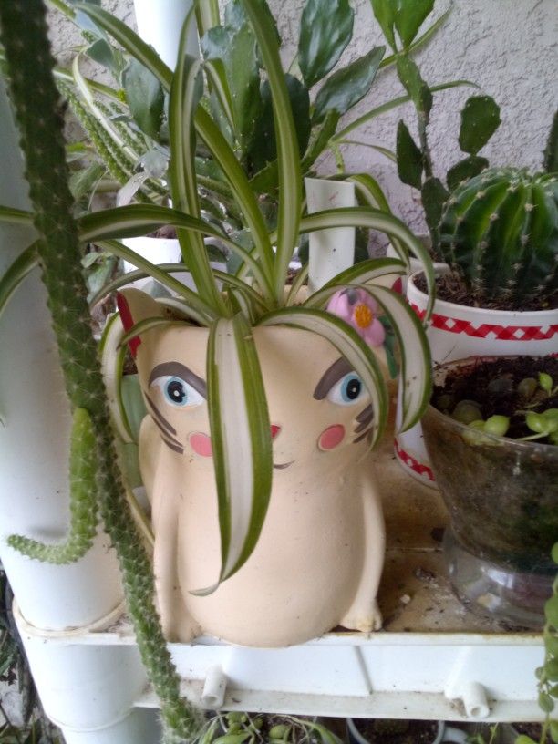 Spider Plant
