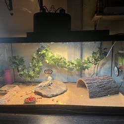 Bearded dragon set up and dragon