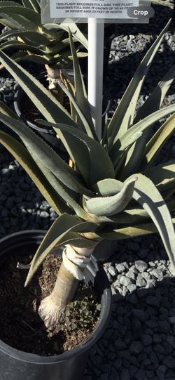 ALOE HURCULES 3 Gal