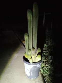 Large Columnar Cactus in Pot