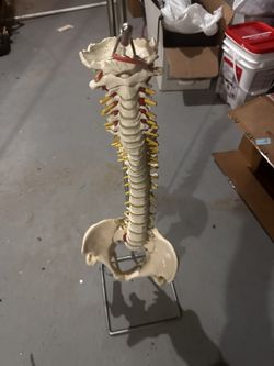 Anatomical Spine Model Medical Office Large Detailed Model