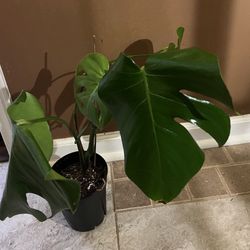 Monstera Plant 
