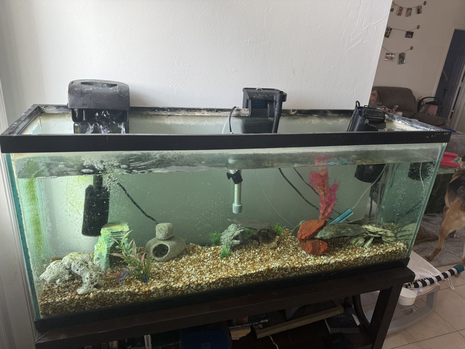 Fish Tank