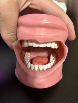 Acadental moduPro DH 520 Typodont With Like