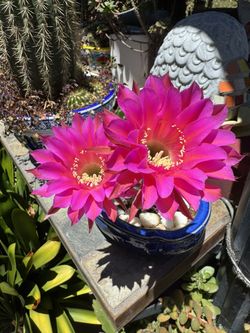 CACTUS PLANT IN BLOOM - Beautiful Bright Fuschia/ Hot Pink Flowers In Blue Ceramic Pot