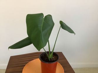 Monstera Deliciosa – Large Solid Leaves, Young Plant