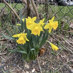 Outdoor Flowers - YELLOW DAFFODILS 