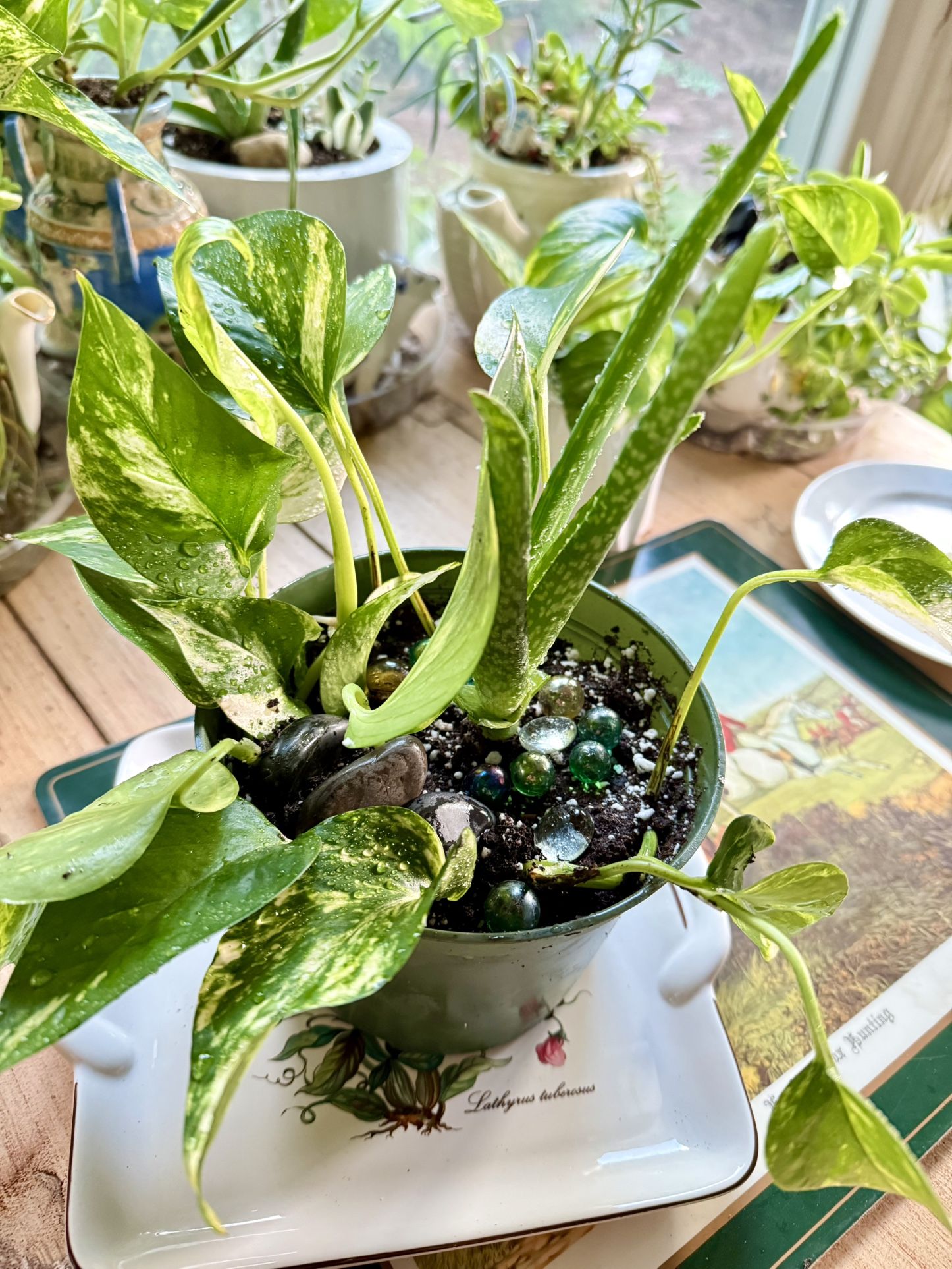 Indoor Plants 