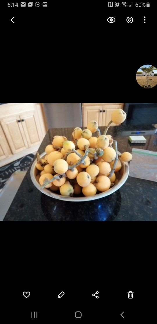 Loquat Tree