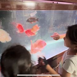 180 Gallon Fish Tank – No Fish Included