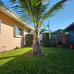 Heathy Coconut Tree - Free - East Boca