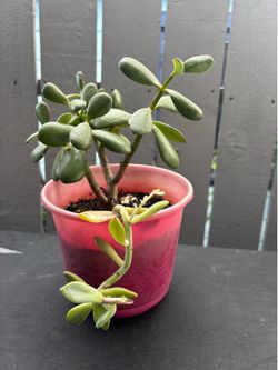 Planta de jade