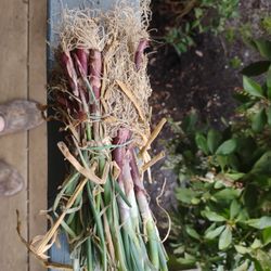 Onion Plants