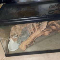 Fish Home Or Reptile