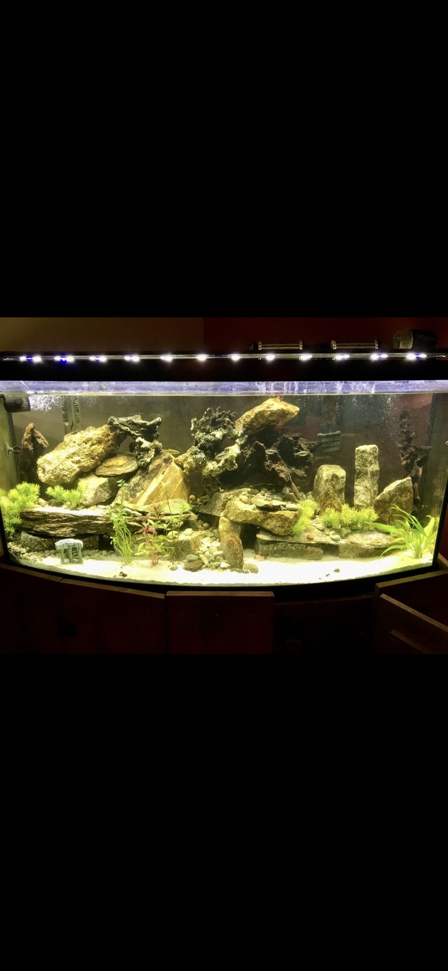 55 Gallon Bow Front Fish Tank Setup W/ Stand & Light ..More …