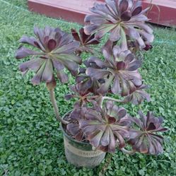 Beautiful Aeonium Succulent Plants 