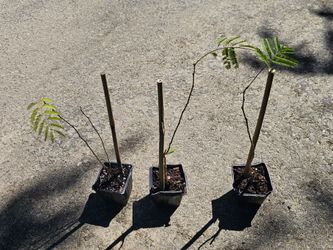 Mimosa tree starts (3) $8 ea 3/$15